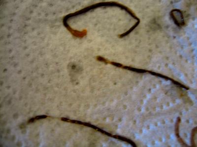 Crevettes aux pousses de bambou - 3.3