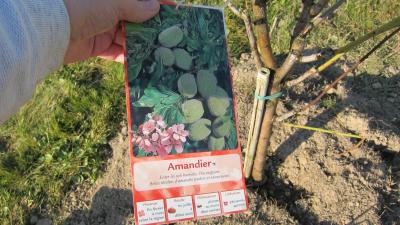 Amandier