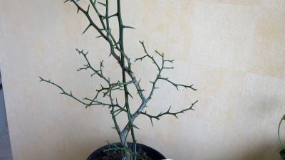 Image : Citronnier épineux - Poncirus trifoliata ou citronnier épineux