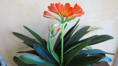 Image : Amaryllis - 