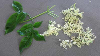 Beignets aux fleurs de sureau - 1.2