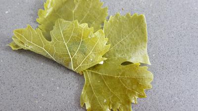 Dolmas aux épinards revisités - 10.1