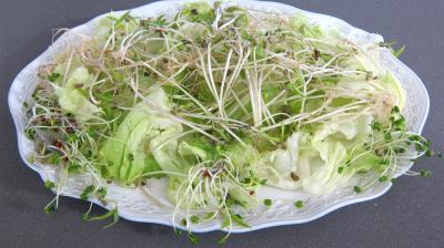 Salade haricots beurre du jardin - 6.4