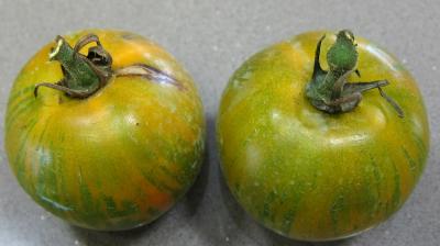 Tomates Green Zebra