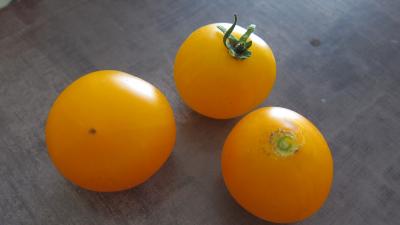 Tomates mandarin