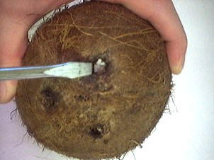 Punch à la noix de coco - 3.3