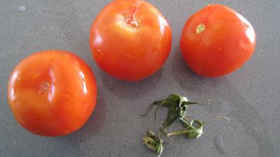 Tomates farcies - 1.2