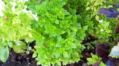 basilic