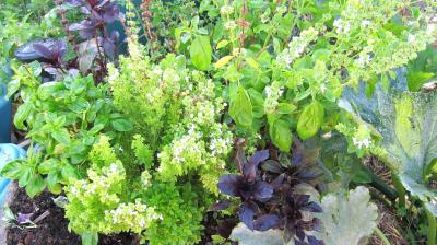 Image : Basilic - Des plants de basilic