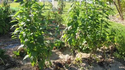 Photo : La plante du topinambour