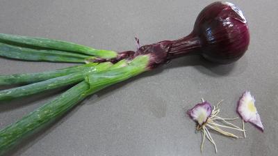 Conserve de ragoût de blettes et d'oseille au basilic - 1.2