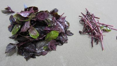 Conserve de ragoût de blettes et d'oseille au basilic - 3.3