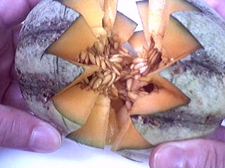 Melons en blanquette - 6.3