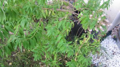 Image : Verveine - plant de verveine