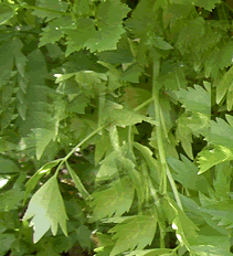 Image : Livèche - Plant de livêche