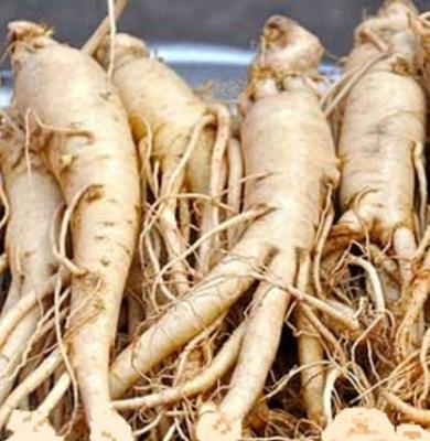 Image : Ginseng - ginseng