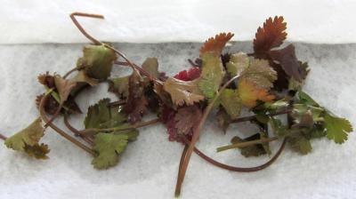 Sauce aux câpres minceur - 1.1