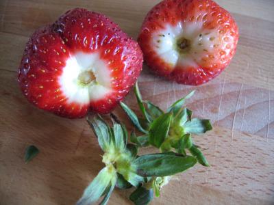 Fraises et mangue au caramel - 4.4