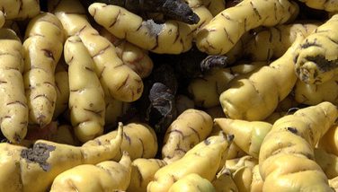 Image : Oca du Pérou - Oca du Pérou