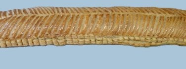 Image : Dartois - Dartois aux pommes