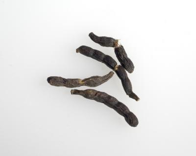 Photo : Xylopia aethiopica