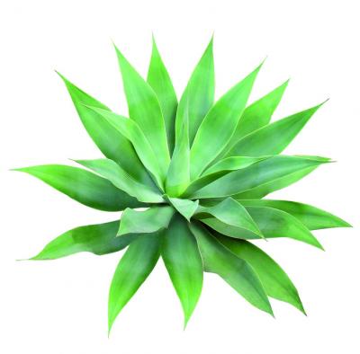 Agave attenuata