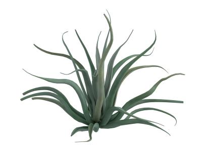 Agave vilmoriniana ou agave pieuvre