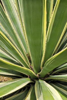 Image : Agave - Agave americana