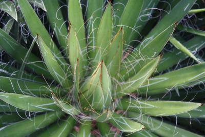 Agave filifera