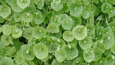 Photo : Claytone de Cuba