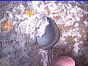 Garbure - 11.1
