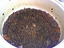 Coulis de lentilles - 6.2