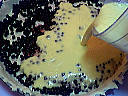 Clafoutis aux myrtilles - 4.1