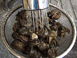 Escargots aux épinards - 7.1