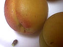 Flan aux abricots - 1.2