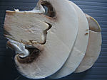 champignon