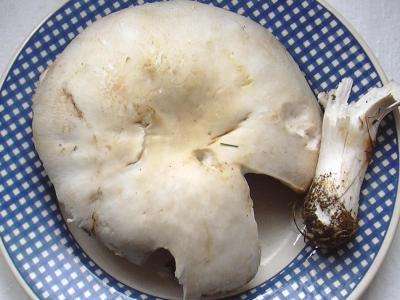 Image : Agaric - Agaric