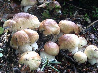 Image : Champignons - champignons, les cèpes