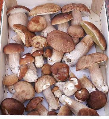 cèpes