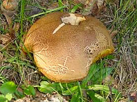 bolet à spores pourpres