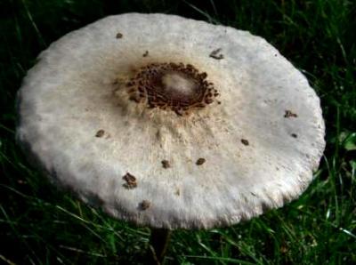 coulemelles