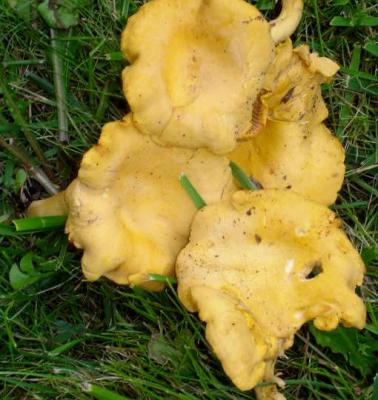 Image : Chanterelle ou girolle - girolles