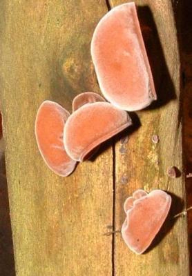 Image : Champignon noir ou Oreille de Judas - Oreilles de judas ou champignons noirs