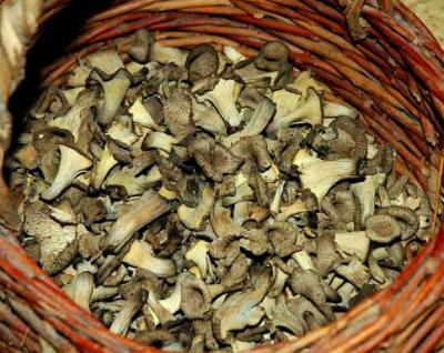 trompettes de la mort