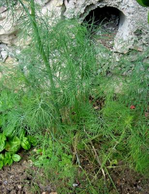 Image : Aneth - Un plant d'aneth