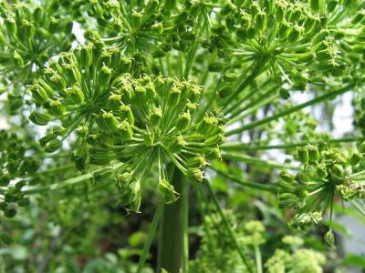 Photo : Plant d'angélique