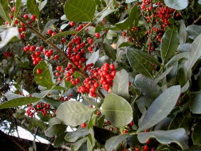 Photo : Arbre de baies roses