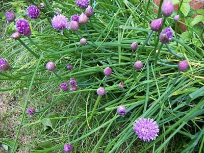 Image : Ciboulette - Ciboulette en fleur