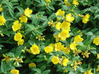 Image : Millepertuis - Plante millepertuis