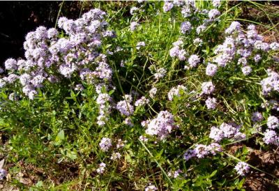 Photo : Plant de sarriette